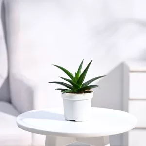 Aloe Vera: