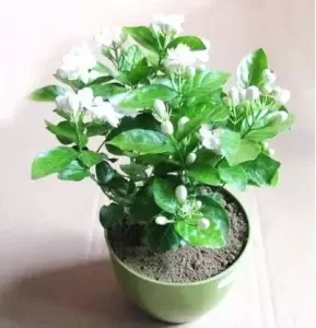 Jasmine