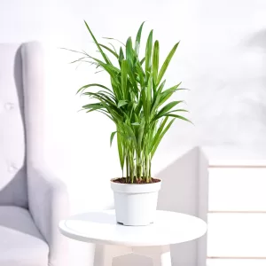 Areca Palm (Dypsis lutescens):