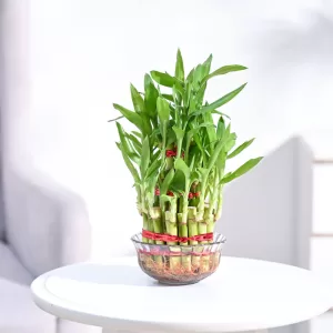 Lucky Bamboo (Dracaena sanderiana):