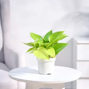 Money Plant (Epipremnum aureum):