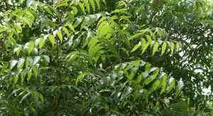 Neem Tree