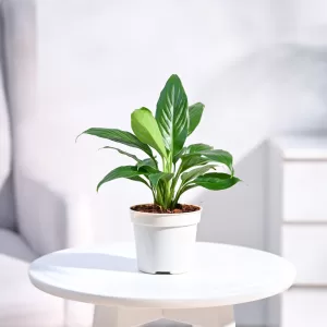 Peace Lily (Spathiphyllum):