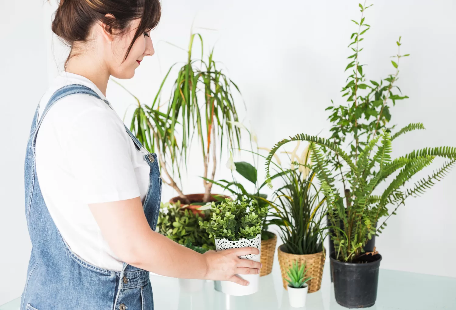 Enhance Positive Energy at Home with Vastu-Friendly Plants: Top 16 Picks for Prosperity and Well-being Enhance Positive Energy at Home with Vastu-Friendly Plants: Top 16 Picks for Prosperity and Well-being