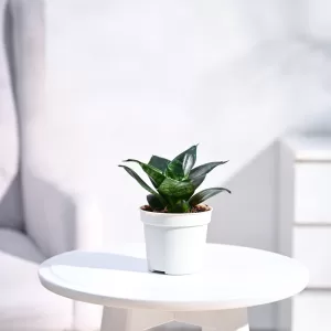 Snake Plant (Sansevieria):