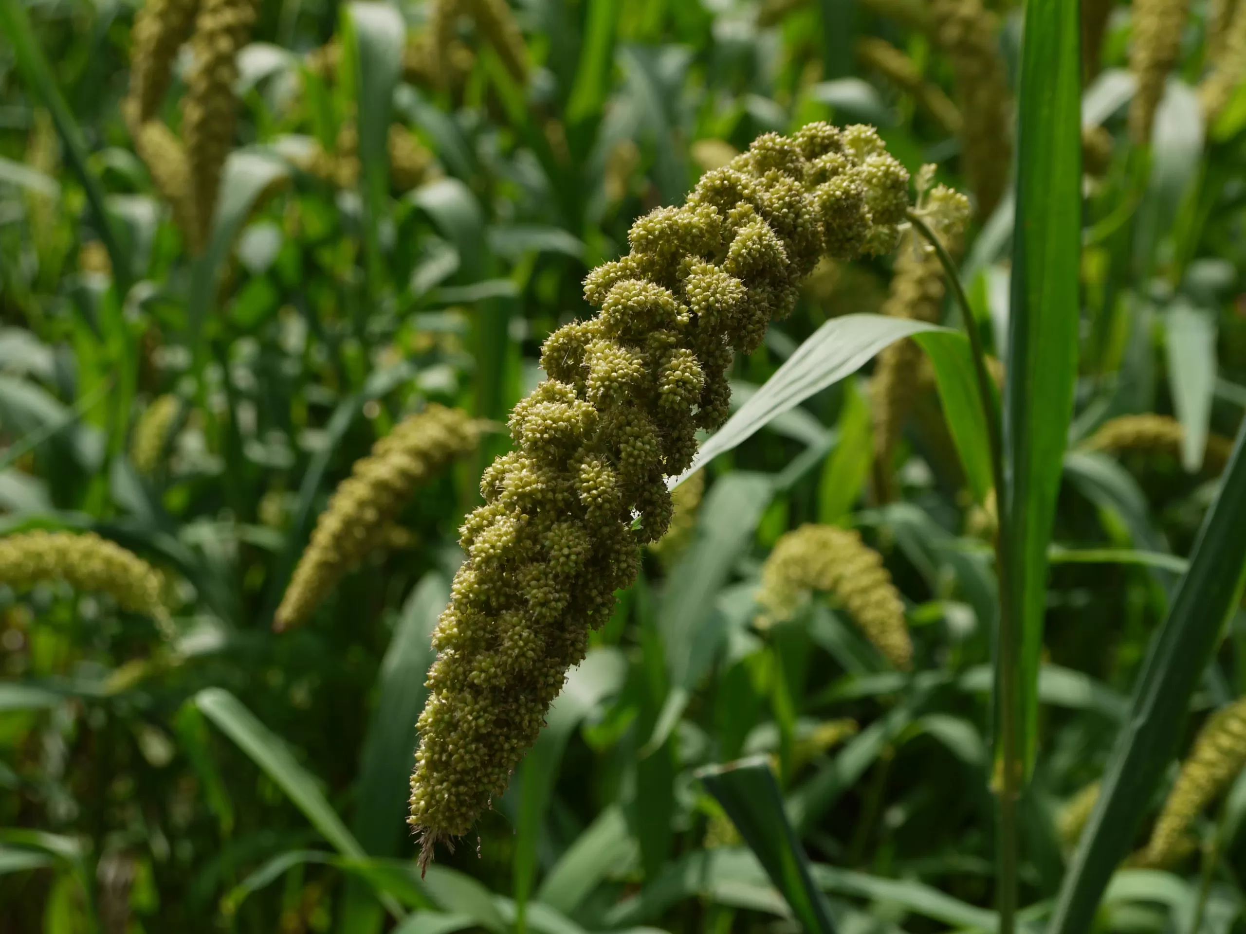 Embracing Millets: A Nutrient-Packed Journey to Health and Well-being